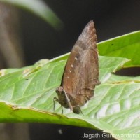 Arhopala centaurus Doubleday, 1847